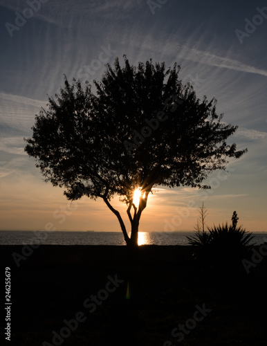 Silhouette of a tree with the sunset at the background. © Hristo