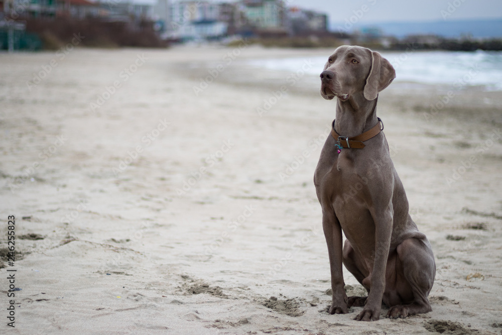 The dog Ares posing. His breed is Weimaraner.
