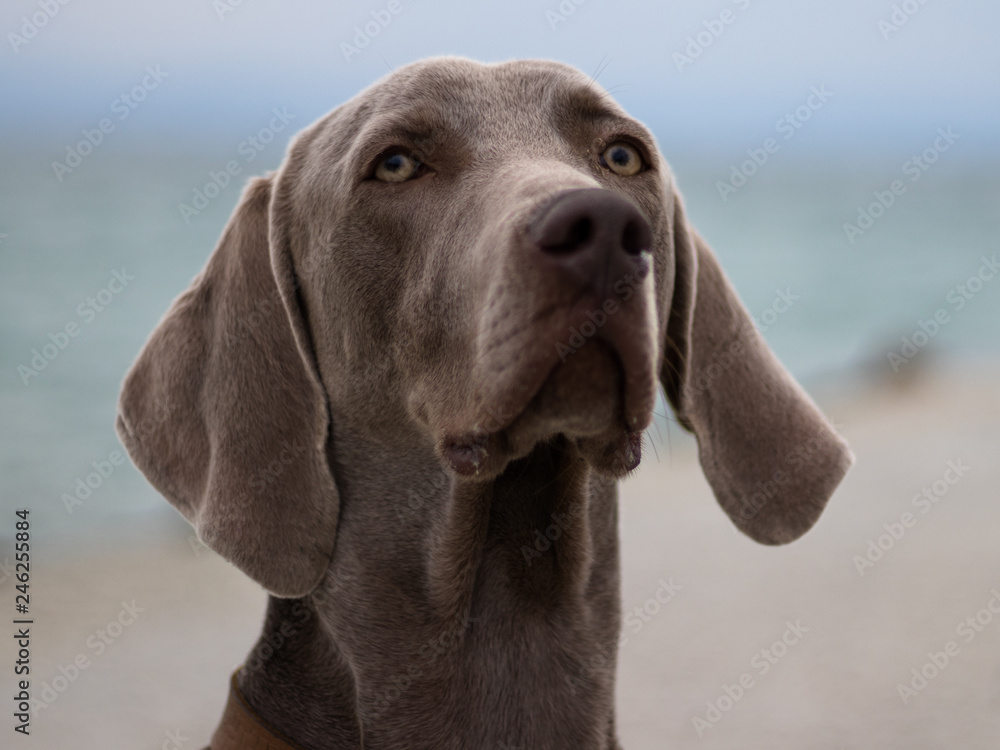Portrait of the dog Ares. His breed is Weimaraner.