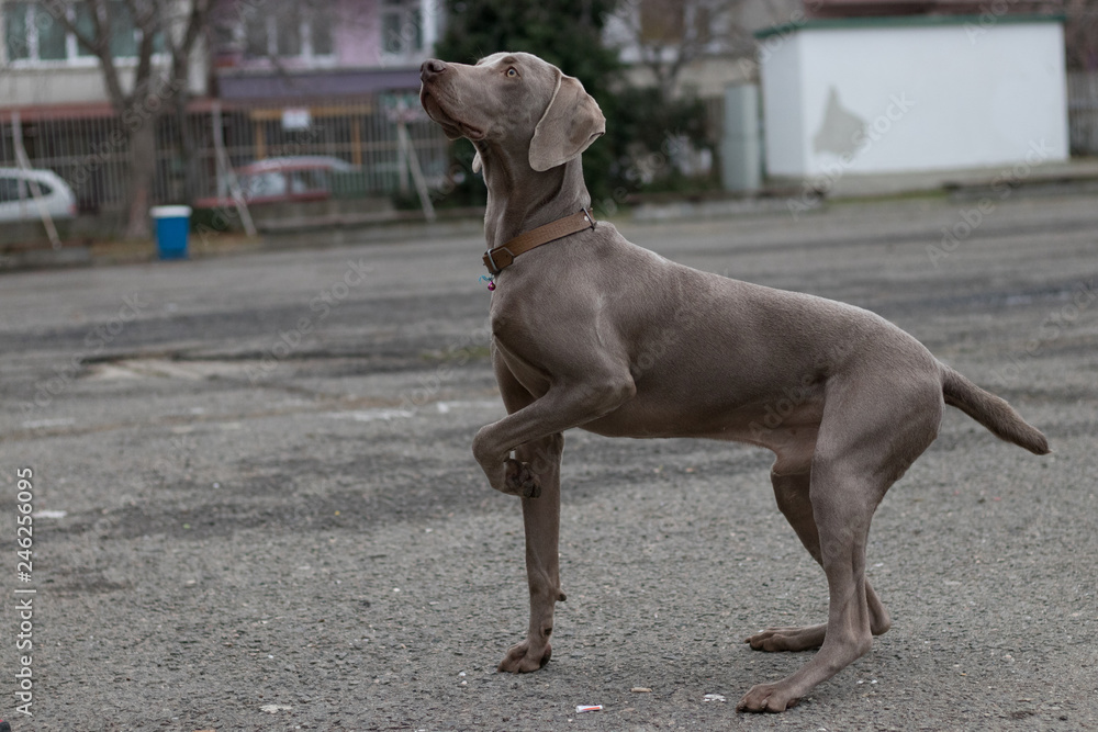 The dog Ares posing. His breed is Weimaraner. The dog Ares posing. His breed is Weimaraner.