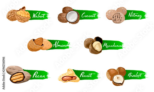 Set of named vector icons nuts and seeds. Nuts logo set. Vector labels with walnut, coconut, nutmeg, hazelnut, pecan, almond, peanut, macadamia. Food symbols collection on the white background.