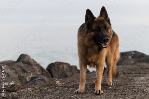 Photo of Attila. His breed is German Shepherd
