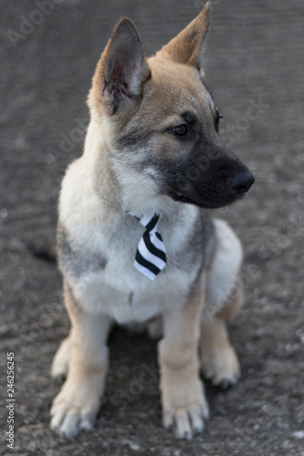 Photo of Baron. His breed is Czechoslovakian Wolfdog.
