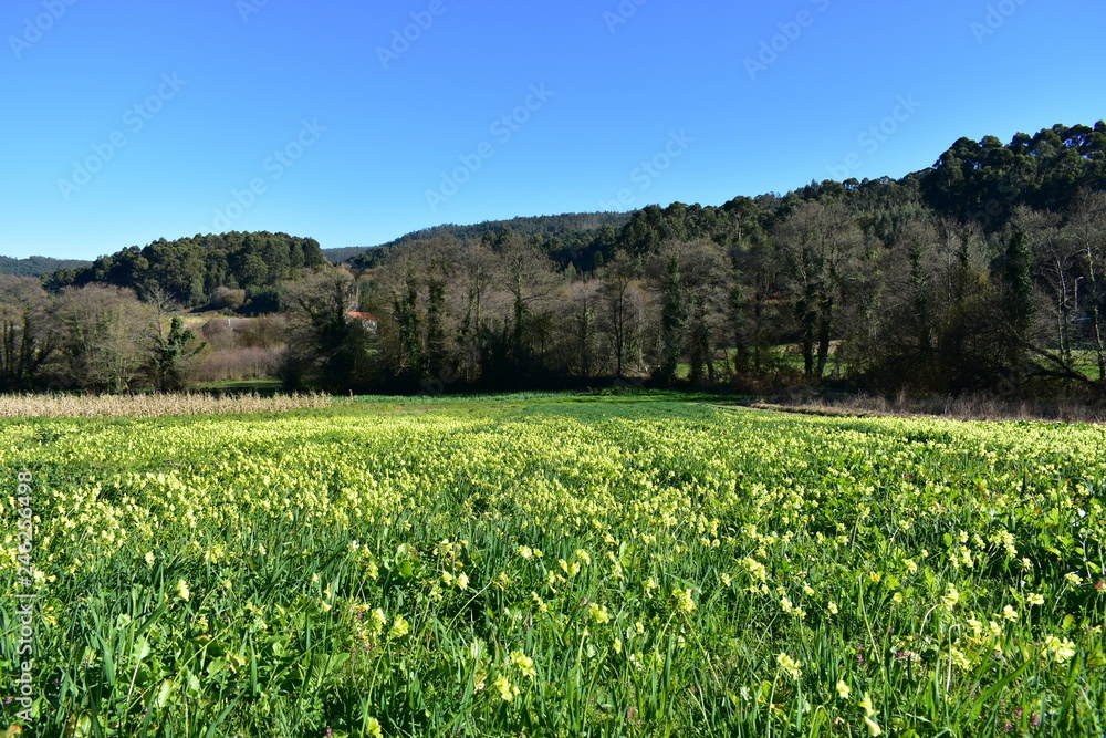 Field with grass, yellow flowers and trees. Blue sky, sunny day. Galicia, Spain.