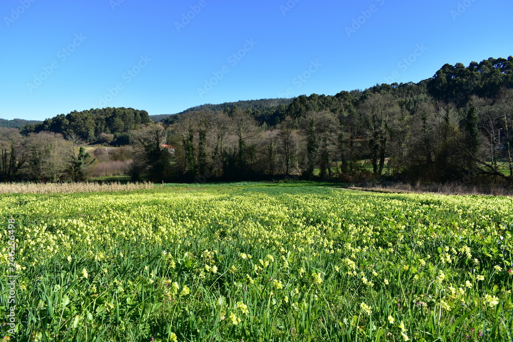 Field with grass, yellow flowers and trees. Blue sky, sunny day. Galicia, Spain. Field with grass, yellow flowers and trees. Blue sky, sunny day. Galicia, Spain.