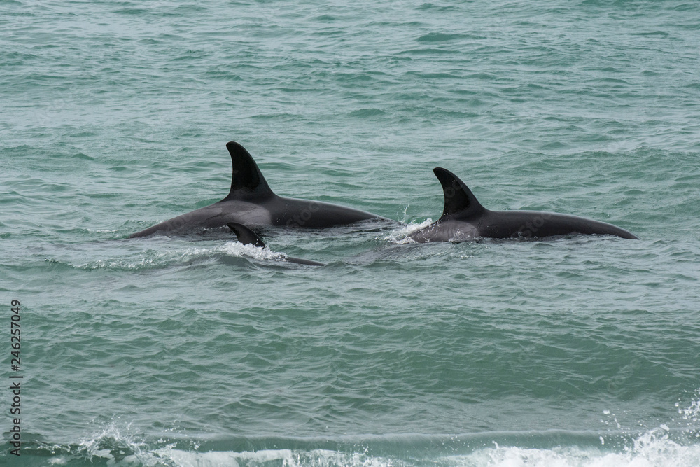 Fototapeta premium Killer Whale, Patagonia,Argentina
