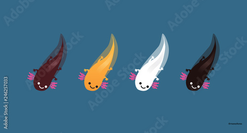 Axolotls (Ajolotes)