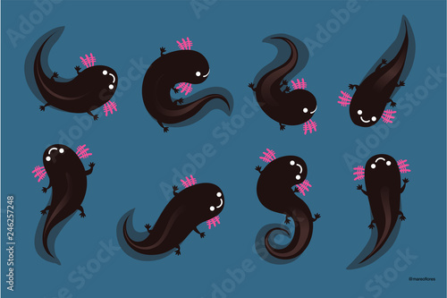 Axolotls (Ajolotes)