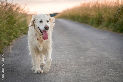 Happy dog enjoying late afternoon walk