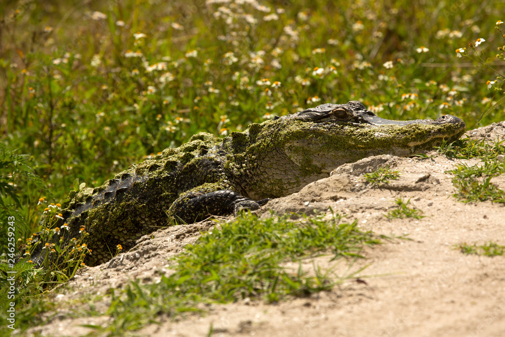 Alligator crossing a dirt road in Florida. Alligator crossing a dirt road in Florida.