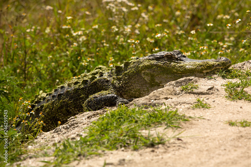 Alligator crossing a dirt road in Florida.