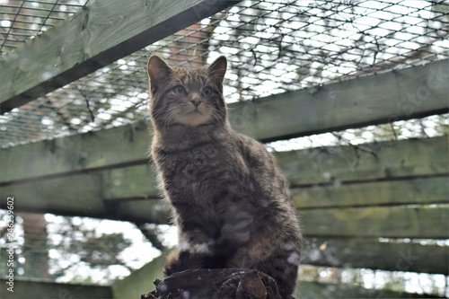 Highland Wild Cat