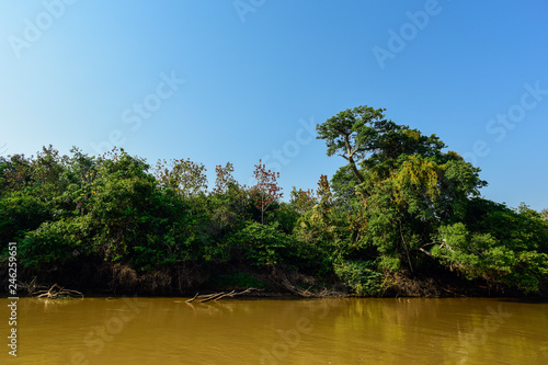 Pantanal forest ecosystem  Mato Grosso  Brazil