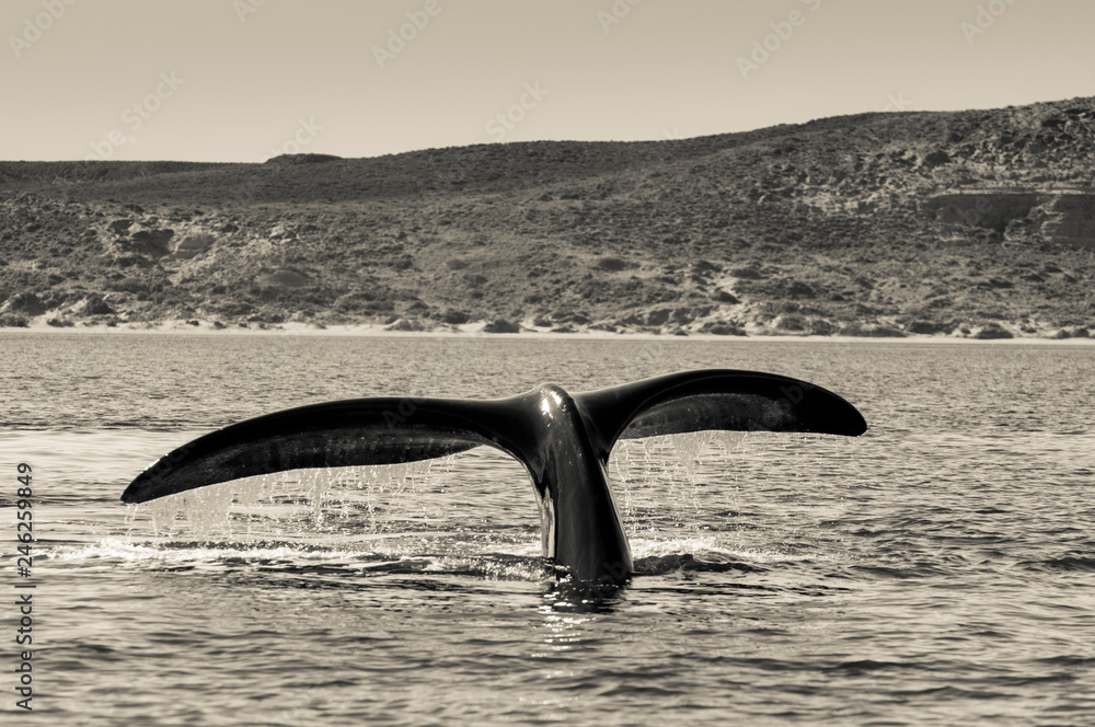 Fototapeta premium Whale Patagonia Argentina