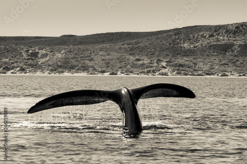 Whale Patagonia Argentina