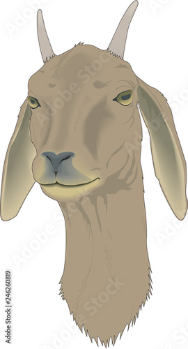 Billy Goat Vector Illustration