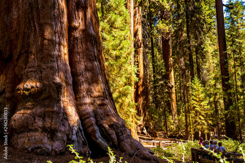 Huge sequoia tree in the Sequoia National park