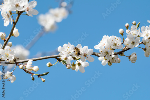 Biene auf Kirschzweig - Biene sammelt Pollen auf weißen Kirschblüten vor blauem Himmel