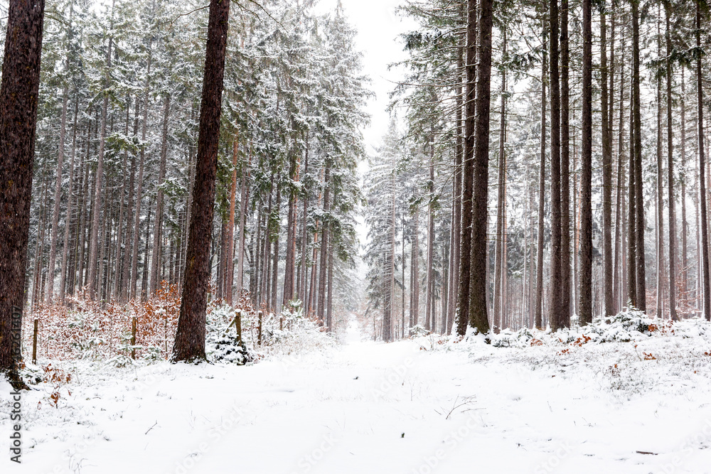 Fototapeta premium Winter forest. Forest in the snow.