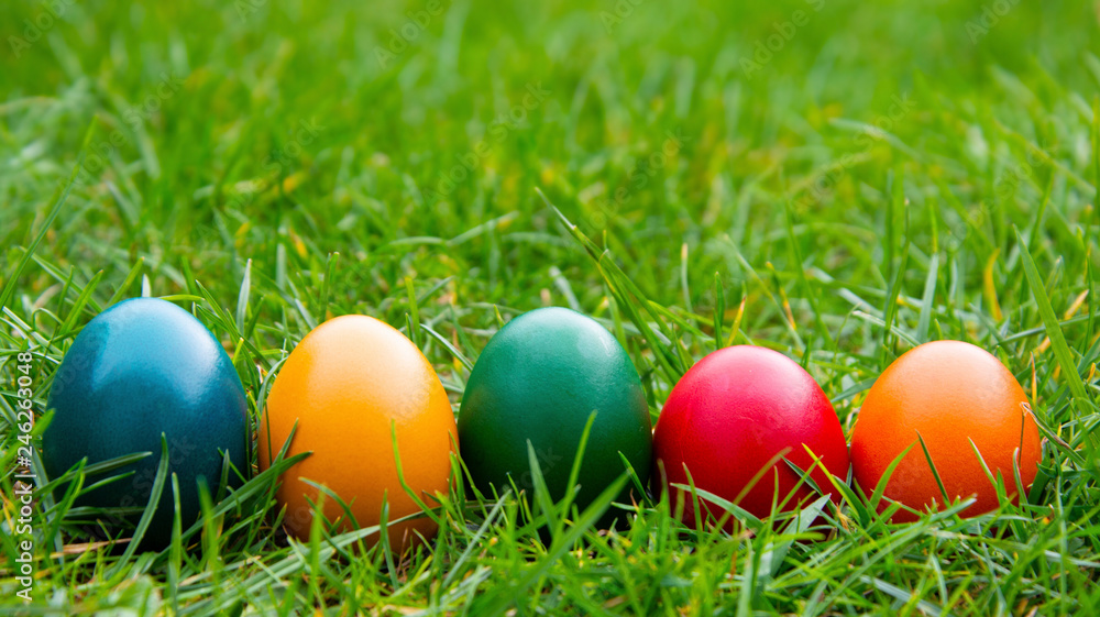 Easter colorful eggs in fresh green grass. Spring, easte holiday background with copy space.