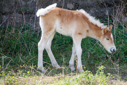 Natura e campagna della Lombardia