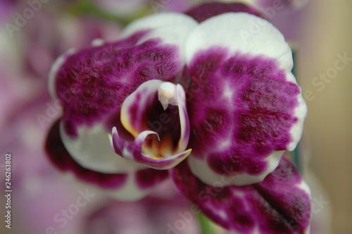 Face to Face with Orchid