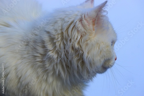 head of big white fluffy cat on blue background photo