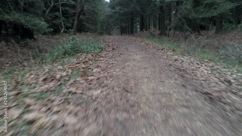 Low angle following dirt track between dense tree woodland views. photo