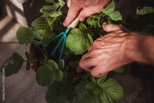 A man in a shirt rakes the earth in a pot where lettuce grows at home on the balcony. He rests after a hard day's work. Favorite hobby. Close-up of man hands