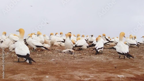 Slow motion pan across hundreds of Australasian gannets at Cape Kidnappers, Napier, New Zealand photo