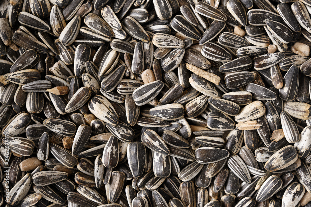 Sunflower seeds as bird food, background texture with copy space, high angle view from above Sunflower seeds as bird food, background texture with copy space, high angle view from above