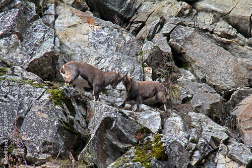 scaramuccia tra femmine di stambecco (Capra ibex)