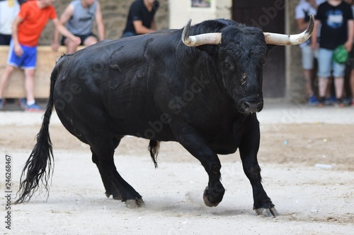 toros y vacas