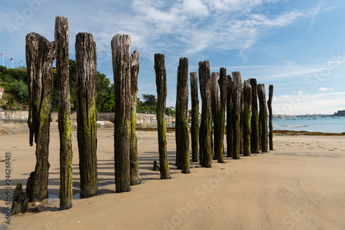 Old weathered tree trunks on the beach of Dinard
