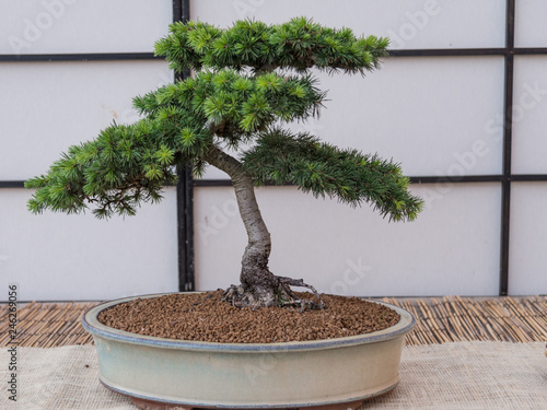 Bonsai: Cedro del Líbano o cedro de Salomon  (Cedrus libani) photo