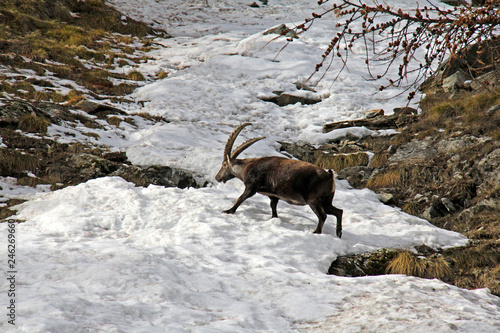un maschio di stambecco attraversa con cautela una lingua di neve