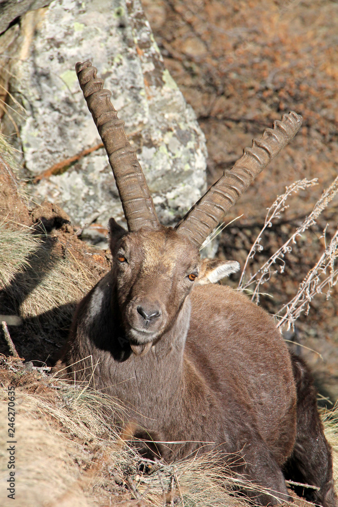 stambecco (Capra ibex); un vecchio maschio riposa al sole di dicembre stambecco (Capra ibex); un vecchio maschio riposa al sole di dicembre