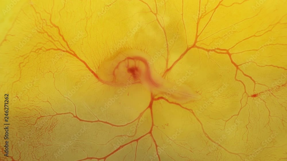Heartbeat And Blood Flow Through The Vessels In A Chicken Embryo In An heartbeat-and-blood-flow-through-the-vessels-in-a-chicken-embryo-in-an