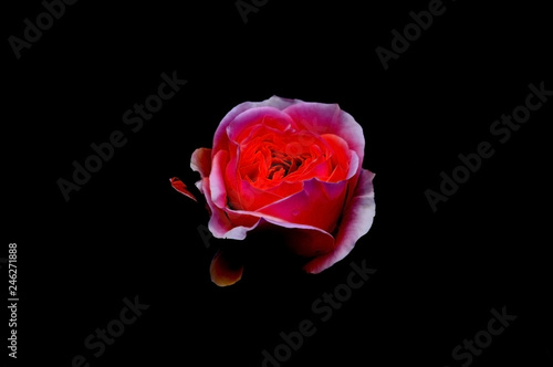 Beautiful flowers on a black background. An isolated photograph.