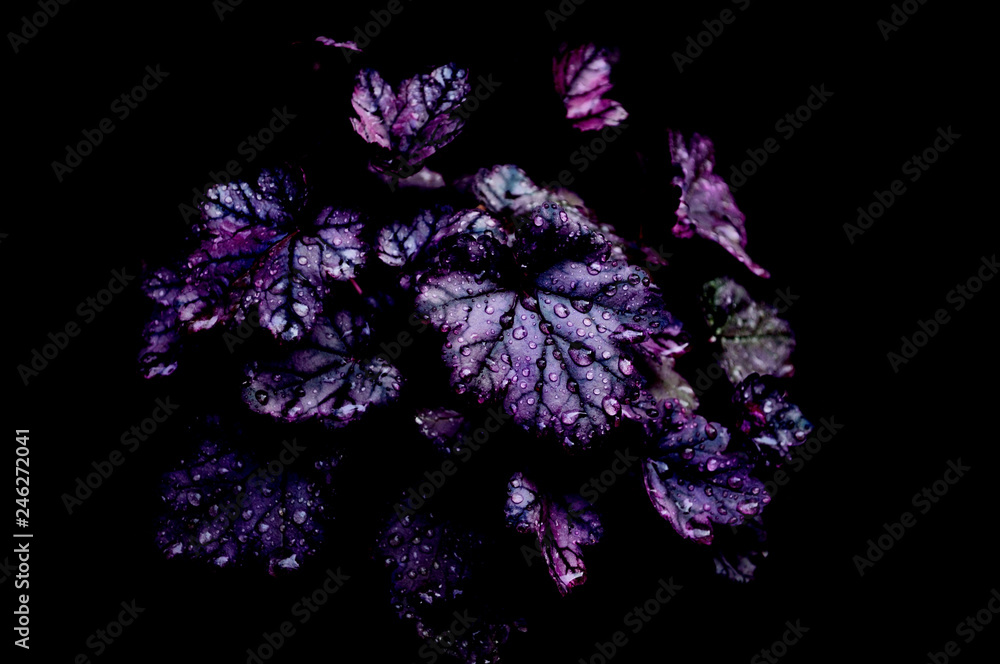 Beautiful flowers on a black background. An isolated photograph.