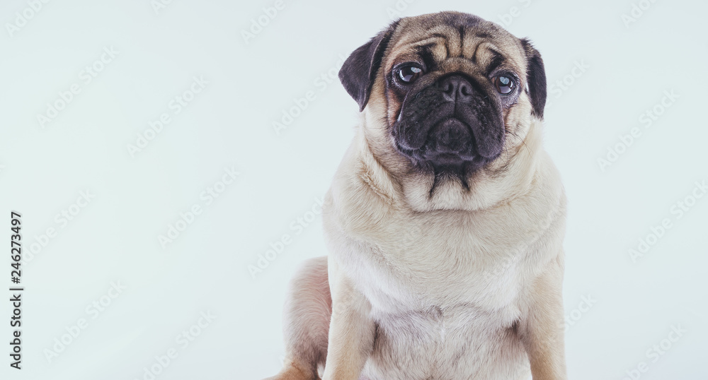 Funny pug puppy, on white background. Crazy dog Funny pug puppy, on white background. Crazy dog