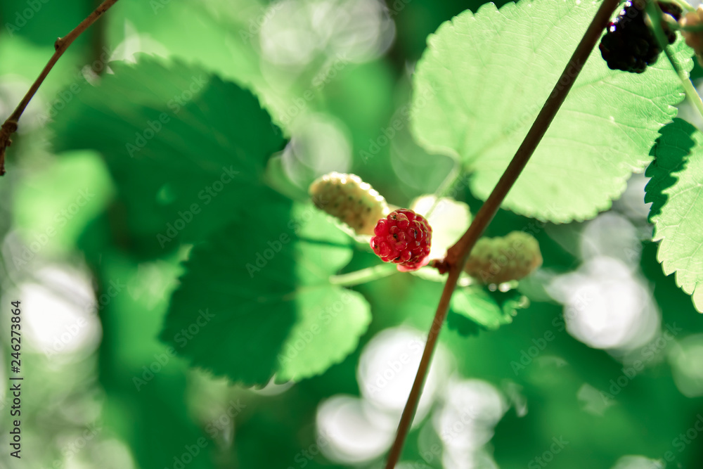 Blackberries in a tree in the wild Blackberries in a tree in the wild