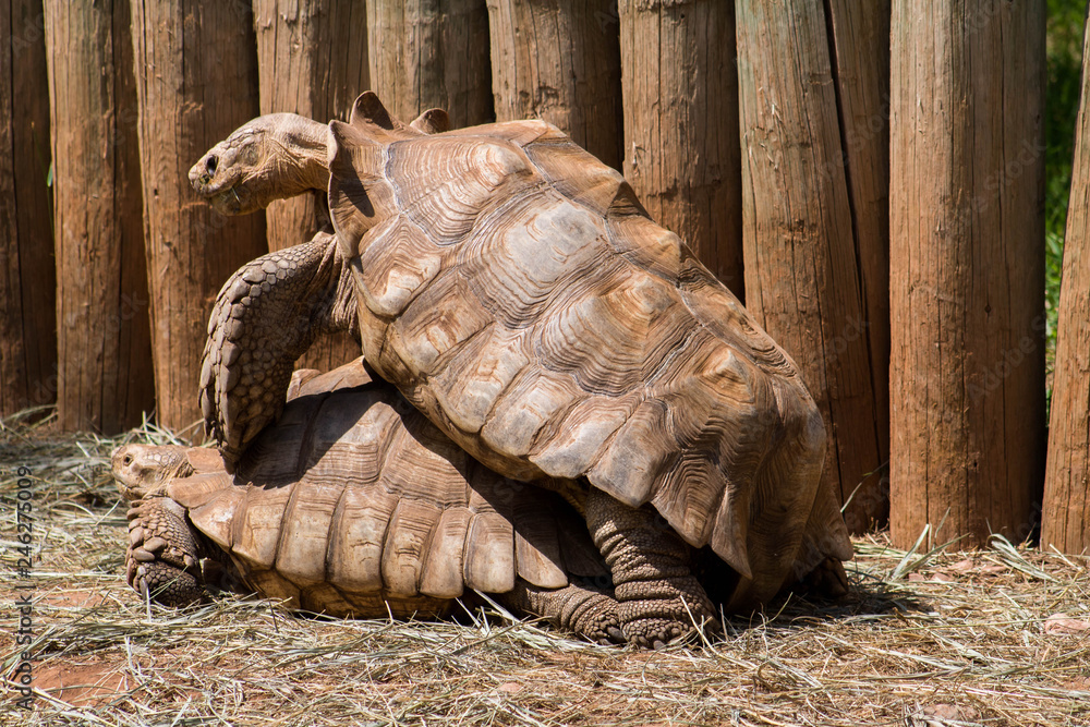 Fototapeta premium Photo of turtles taken at Reptile Gardens. Rapid City, South Dakota / United States- 07/2018