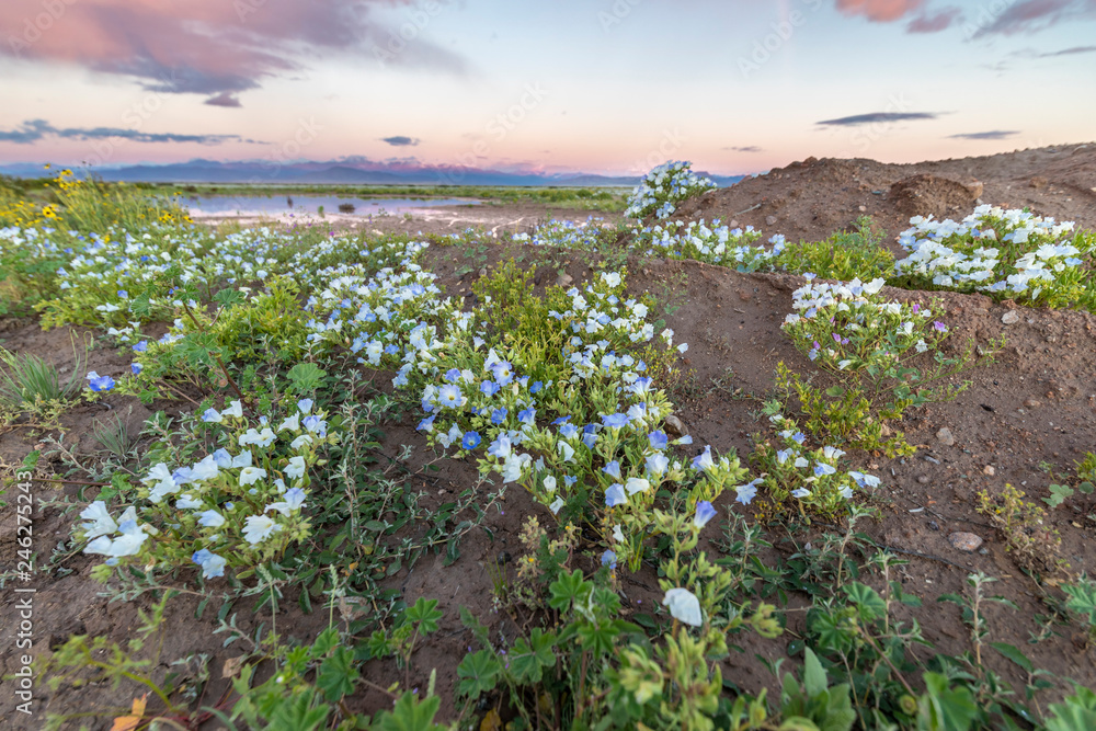 From time to time rain comes to Atacama Desert, when that happens thousands of flowers grow along the desert from seeds that are from hundreds of years ago, amazing the 