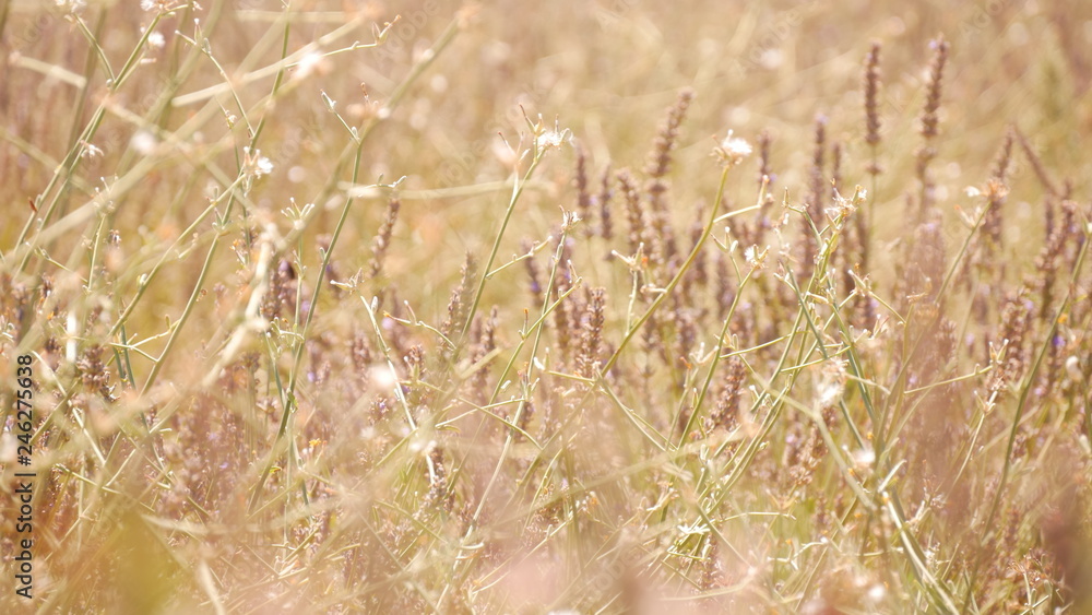 Fototapeta premium Lavender flowers. Provence, France.