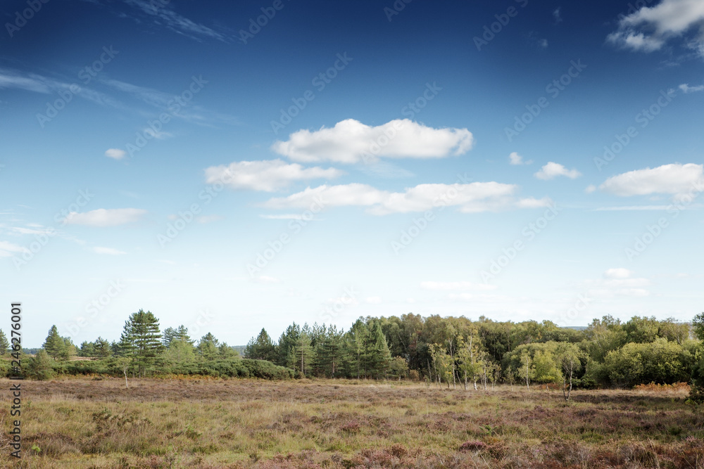 Stoborough Heath landscape image