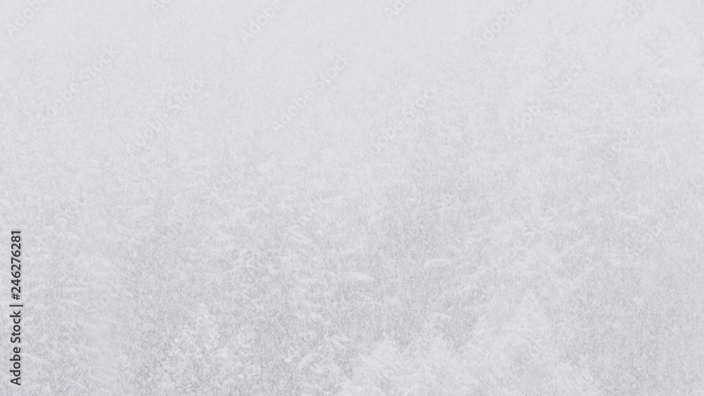 Obraz premium White winter trees 