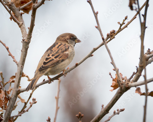 Closeup of a tree sparrow perched on a branch in park isolated from background