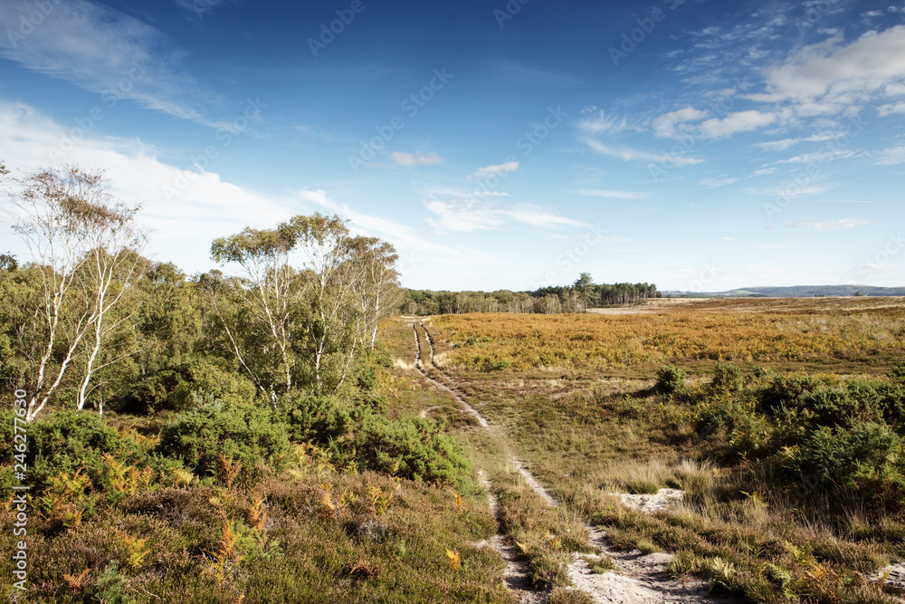 Stoborough Heath landscape image Stoborough Heath landscape image