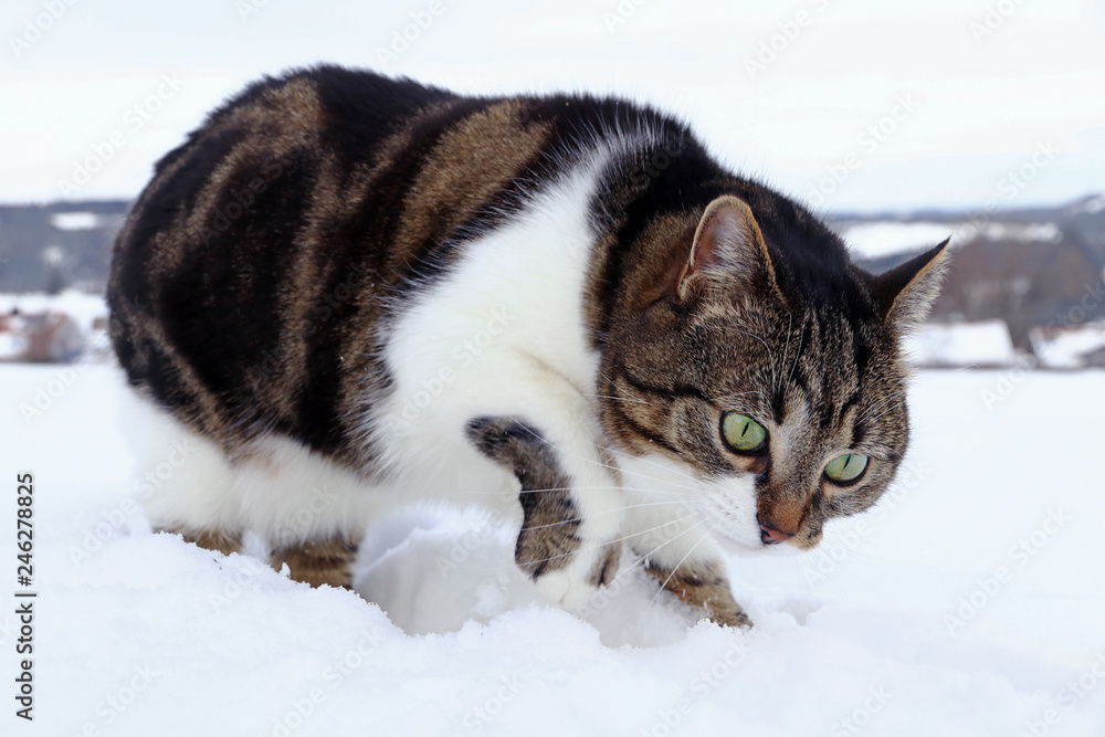 Eine Katze auf der Mäusejagd im Winter. Eine Katze gräbt im Schnee nach Mäusen